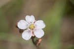 Pink sundew